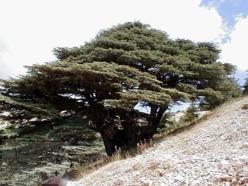 تفسير رؤية شجرة الأرز في المنام أو الحلم