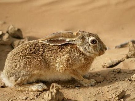 تفسير رؤية أرنب بري في المنام أو الحلم