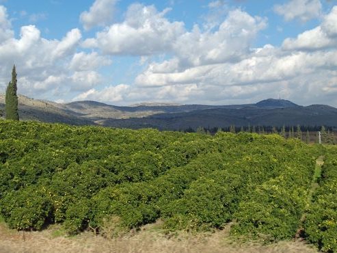 تفسير رؤية بستان في المنام أو الحلم