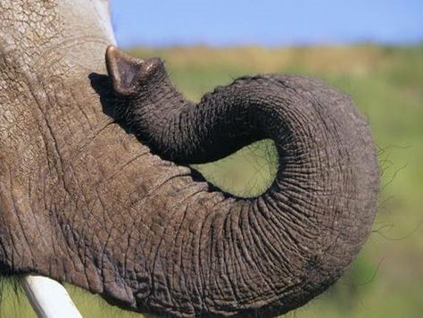 خرطوم الفيل
