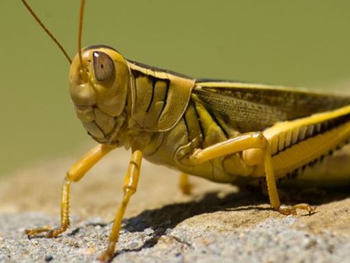 تفسير رؤية جراد، جندب، أو قرمش في المنام أو الحلم