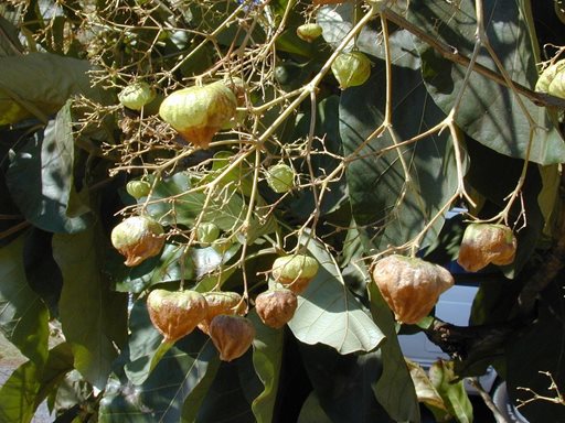 تفسير رؤية ساج في المنام أو الحلم