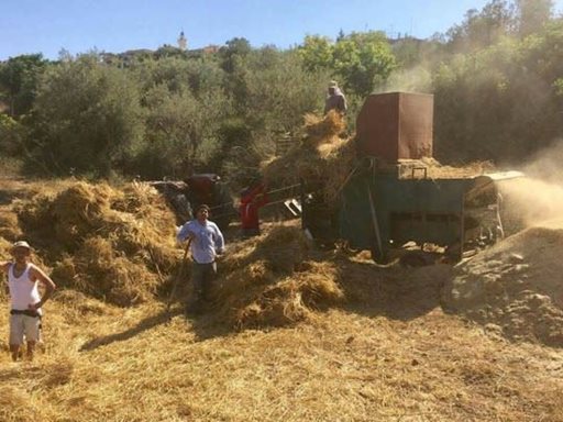 تفسير رؤية بيدر في المنام أو الحلم