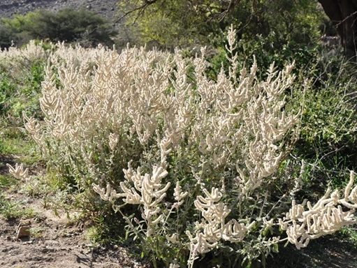 تفسير رؤية طرفاء في المنام أو الحلم