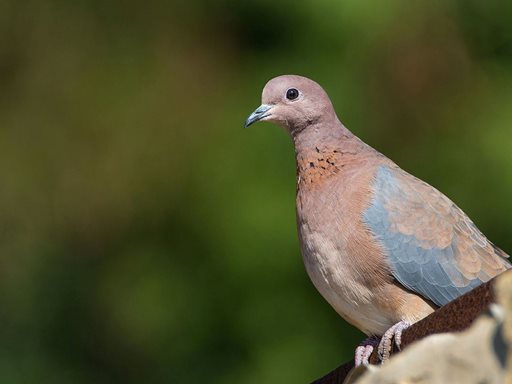 تفسير رؤية فاختة في المنام أو الحلم