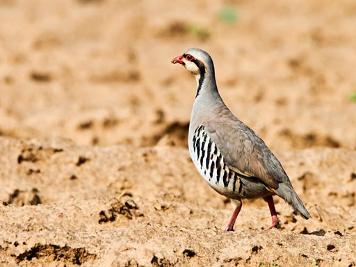 تفسير رؤية حجلة في المنام أو الحلم