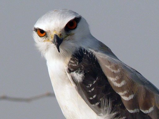 تفسير رؤية حدأة في المنام أو الحلم